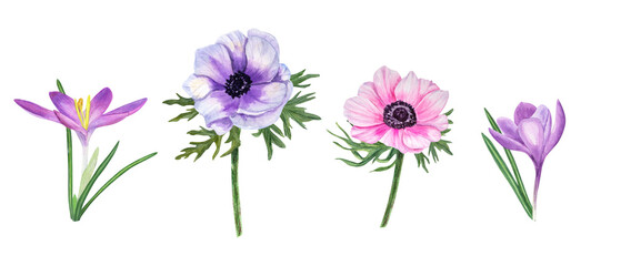 Set of anemones and crocuses. Spring pink and blue flowers. Saffron. Flower, leaf. Realistic composition. Watercolor floral illustration for card design, invitation, greeting