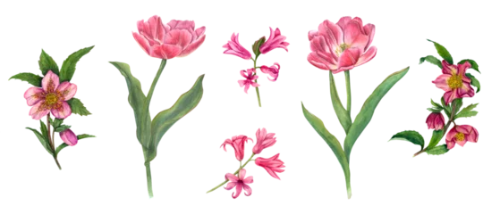 Rolgordijnen Set of hellebores, double tulips and hyacinths. Spring pink, purple flowers, leaves. Realistic composition. Watercolor floral illustration. For card design, invitation, greeting © Masha_tolk_art