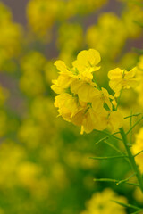 春の訪れを告げる菜の花。ビタミンカラーが鮮やか。神戸市灘区の灘浜緑地で撮影。