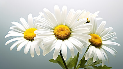Fototapeta premium White daisy flower with soft focus and bokeh background