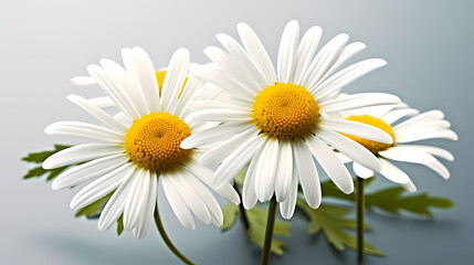 Fototapeta premium White daisy flower with soft focus and bokeh background