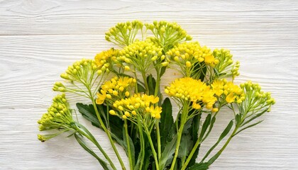 bouquet yellow eremurus flower isolated on white background flat lay top view