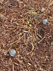 barkdust, grass, and rocks
