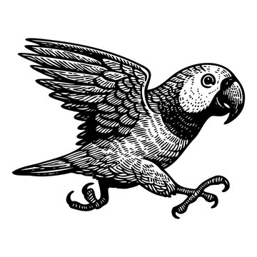running parrot funny illustration