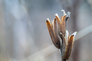 Horizontal Close-up of dried flower buds in winter - muted colors	- copy space