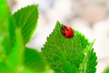 Ladybug sitting on a fresh green grass (shallow DoF) - 744161027