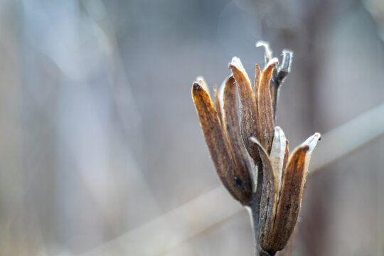 Horizontal Close-up of dried flower buds in winter - muted colors	- copy space