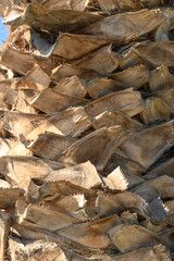 date palm trunk as background 1