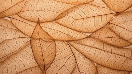 Close up of Fiber structure of dry leaves texture background. Cell patterns of Skeletons leaves, foliage branches, Leaf veins abstract of Autumn background for creative banner design or greeting card