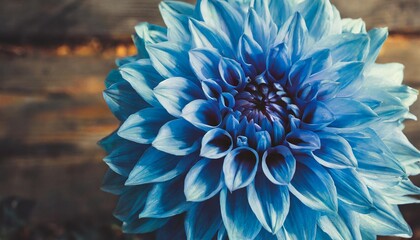 dahlia flower background blue color close view