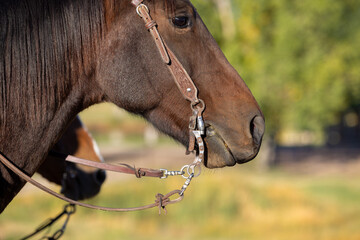 horse head, eye and bit