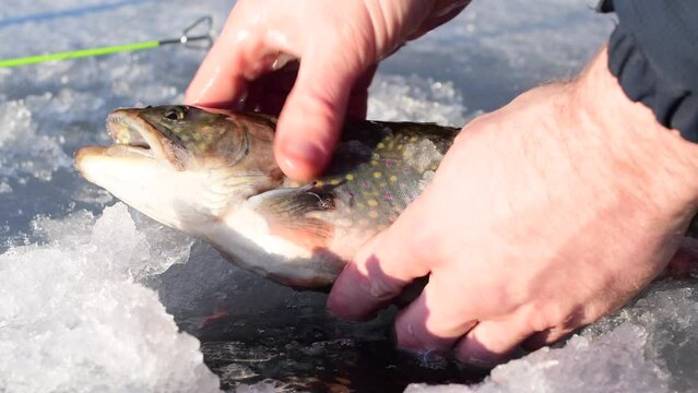 Catch on ice, close up of ice hole fishing line and brown trout