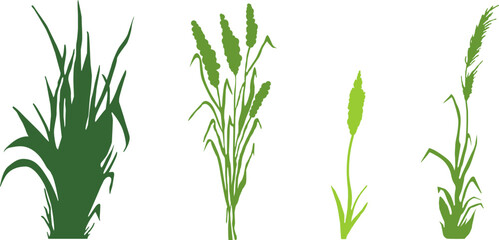 Image of a green reed,grass or bulrush on a white background.Isolated vector drawing.Black grass graphic silhouette.
