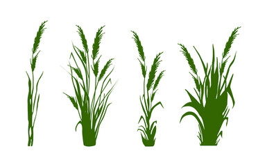 Image of a green reed,grass or bulrush on a white background.Isolated vector drawing.Black grass graphic silhouette.