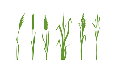 Image of a green reed,grass or bulrush on a white background.Isolated vector drawing.Black grass graphic silhouette.