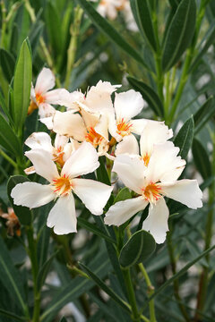 Nerium oleander Angiolo Pucci is a bright cultivar of oleander