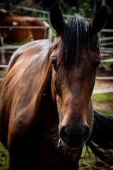 Close up brown Horse © Peter