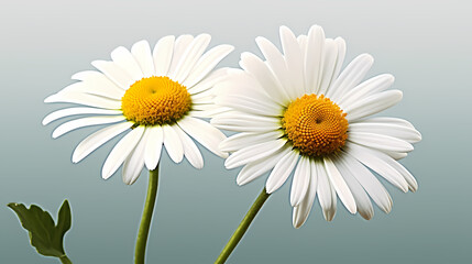 Fototapeta premium Daisy flower background, ecology and healthy environment concept