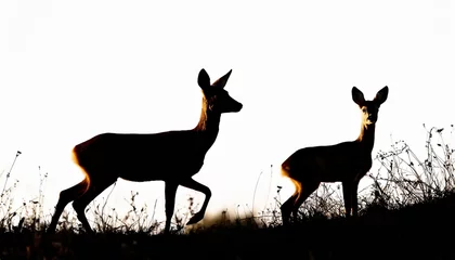 Fotobehang silhouette and outline of roe deer capreolus capreolus png on background transparent © Bryson