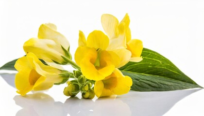 yellow snapdragon flowers isolated