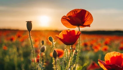 Foto op Plexiglas poppies in the field at sunset © Bryson
