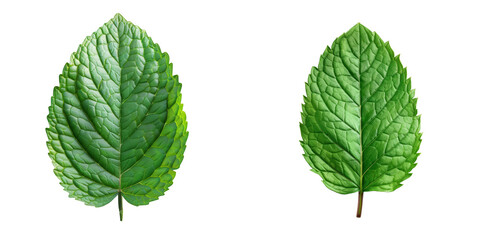 Fresh Mint Leaf Sets Isolated on Transparent or White Background, PNG