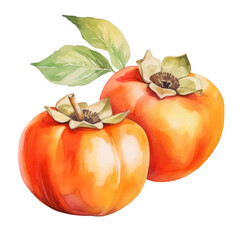 fruit - zestful.Persimmon. , Persimmon illustration watercolor
