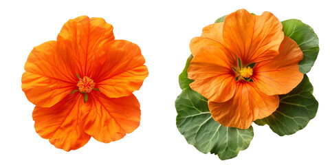 Orange Nasturtium Flower Set Isolated on Transparent or White Background, PNG