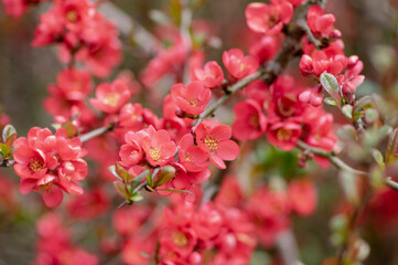 Chaenomeles japonica japanese maules quince flowering shrub, beautiful pink flowers in bloom on...