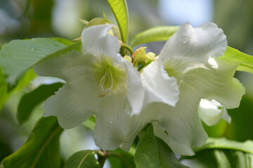 Obraz premium ボーモンティアラ・ムルティフロラ