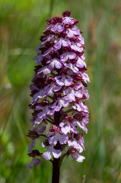 Lady orchid Orchis purpurea flowering protected plants, beutiful purple white flowers in bloom on tall green stem also with buds