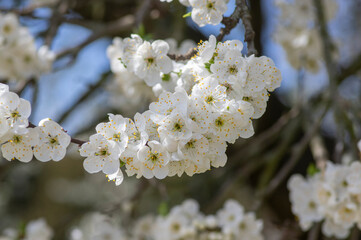 Prunus domestica italica greengages plums tree in bloom, beautiful rich flowering branches in springtime