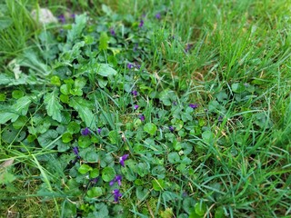 Bergerac, Dordogne, Nouvelle Aquitaine, France, Europe