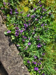 Bergerac, Dordogne, Nouvelle Aquitaine, France, Europe