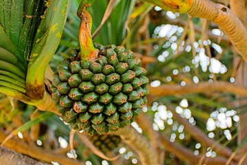 close up view  of a palm tree with pine cones