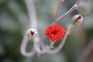 白銀竜の花