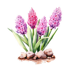 Floral watercolor illustration of pink hyacinth flowers Generative AI