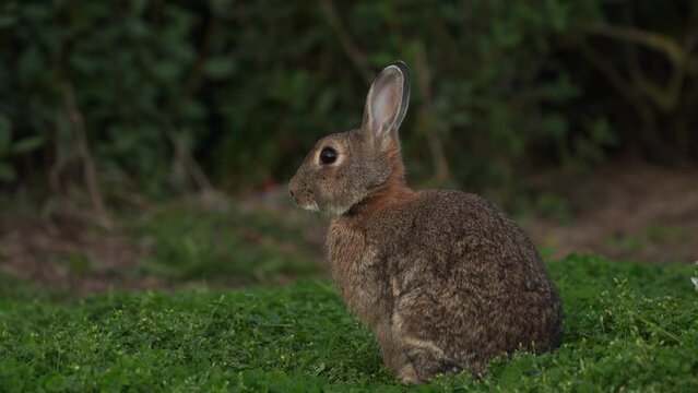  A wild rabbit (Oryctolagus cuniculus) looking at you