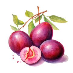 fruit - Yummy.Hog Plum.,    Hog Plum  illustration watercolor