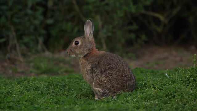 A wild rabbit (Oryctolagus cuniculus) inspecting its environment