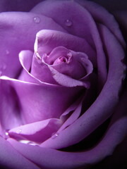 pink rose close up