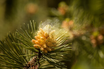 vent dans le pollen de pin