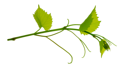 Fresh Green grape vine branch leaves. Greenery. Vine branch, on transparent, png.Fresh grape vine branches with leaves.