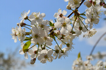 Blooming apple trees in the garden. White flowers in close-up against a blue sky background. Beautiful May spring landscape. Background design, postcards, calendars, covers, screensavers.