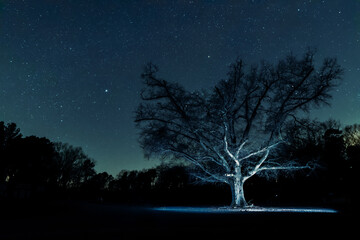 Lightpainted Oak under Orion