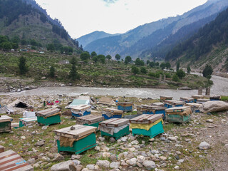 Fototapeta na wymiar Beekeeper's Delight: Captivating Honey Farm Vista