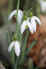 snowdrops in the snow