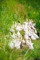Flock of ducks in Vietnamese countryside