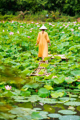 Woman at lotus flower lake - 744184871
