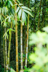 Close up of bamboo